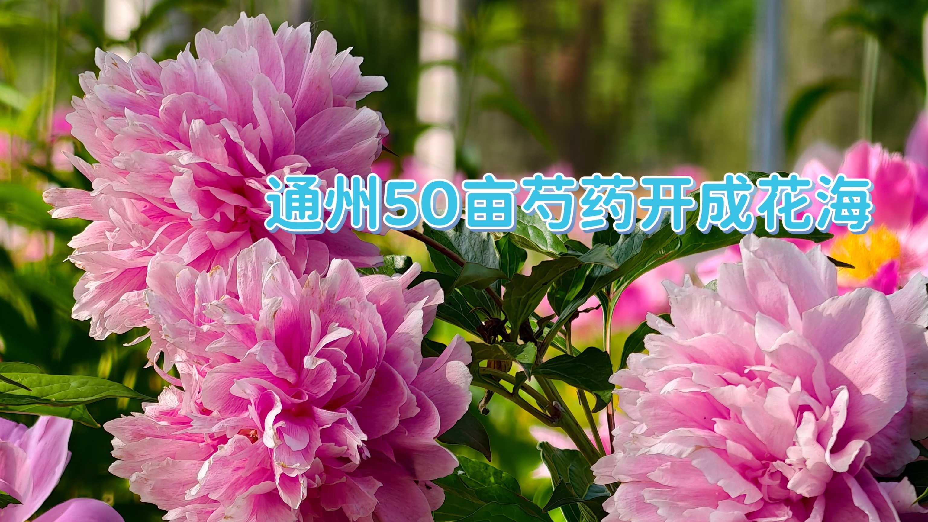 通州50亩芍药开成花海 2万多株齐绽放