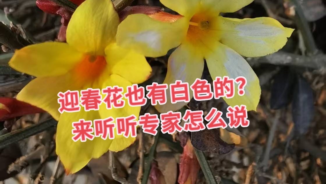 迎春花也有白色的?听听专家怎么说 迎春花也有白色的?听听专家怎么说