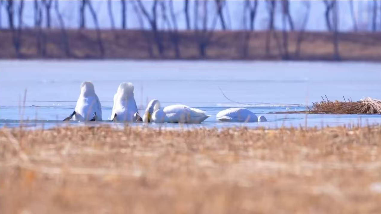 四只大天鹅抵达野鸭湖! 四只大天鹅抵达野鸭湖!