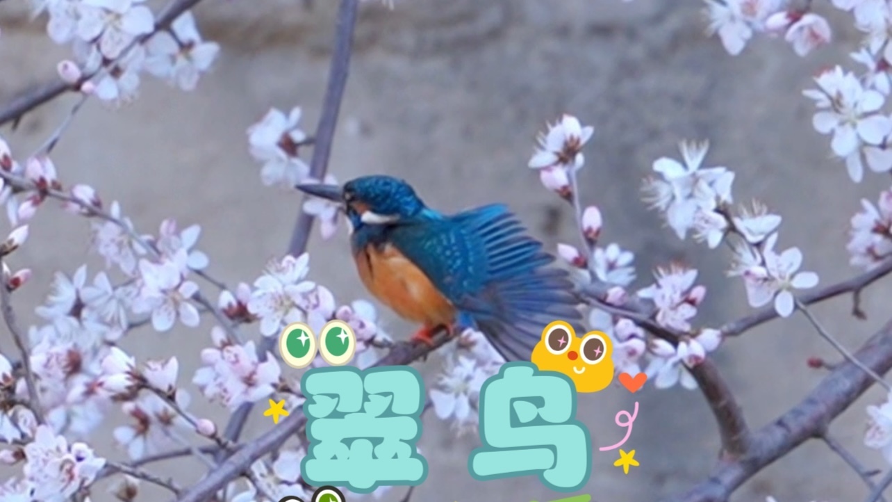 美极啦！偶遇“显眼包”翠鸟