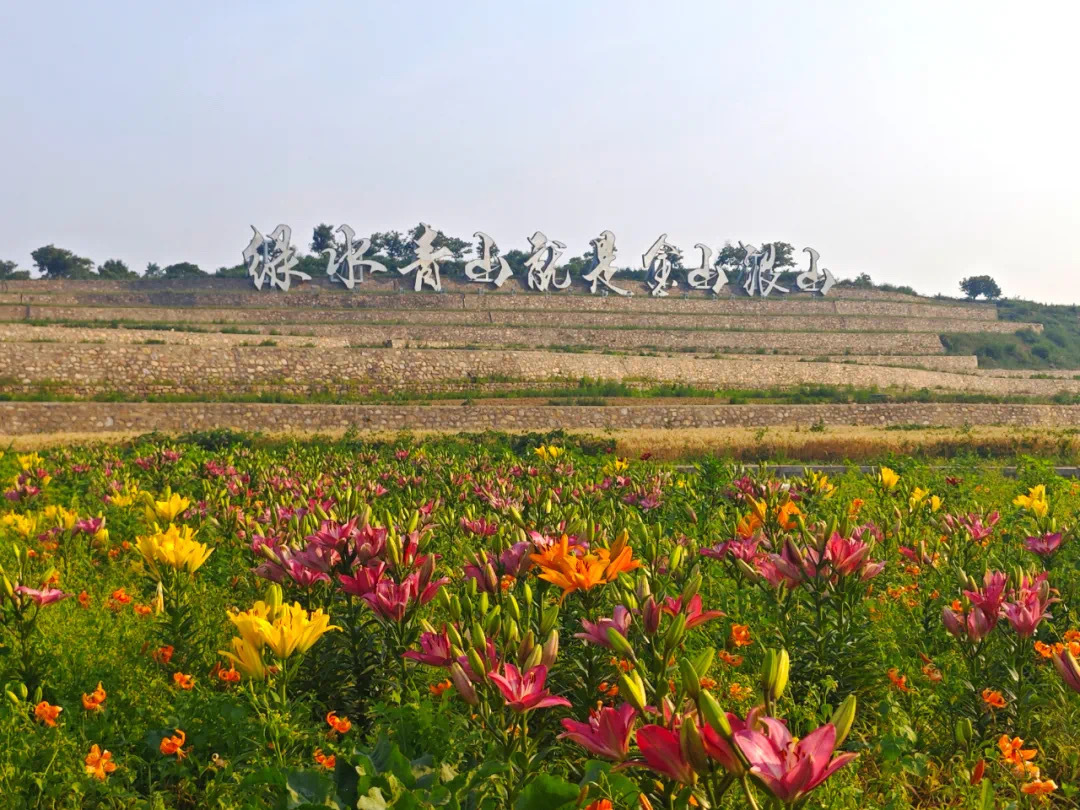 隔着屏幕都能闻到花香!这里千亩梯田的百合花盛开了 隔着屏幕都能闻到花香!这里千亩梯田的百合花盛开了