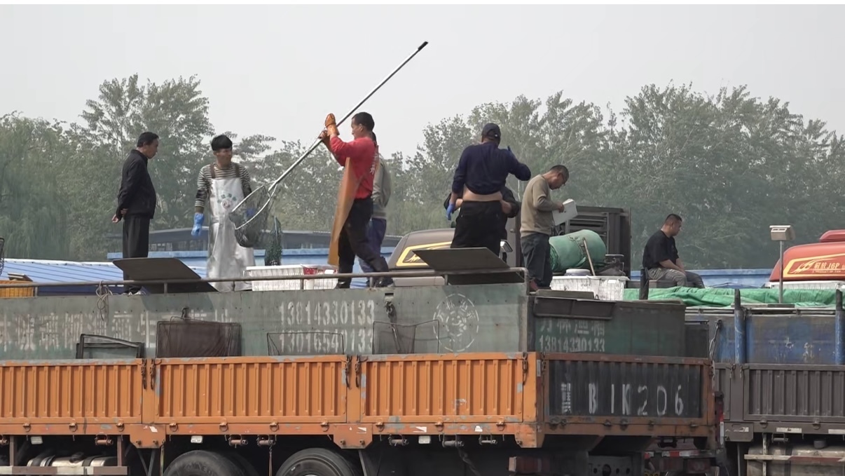 北京严管活鱼安全:全程可溯,禁添违禁物 北京严管活鱼安全:全程可溯,禁添违禁物