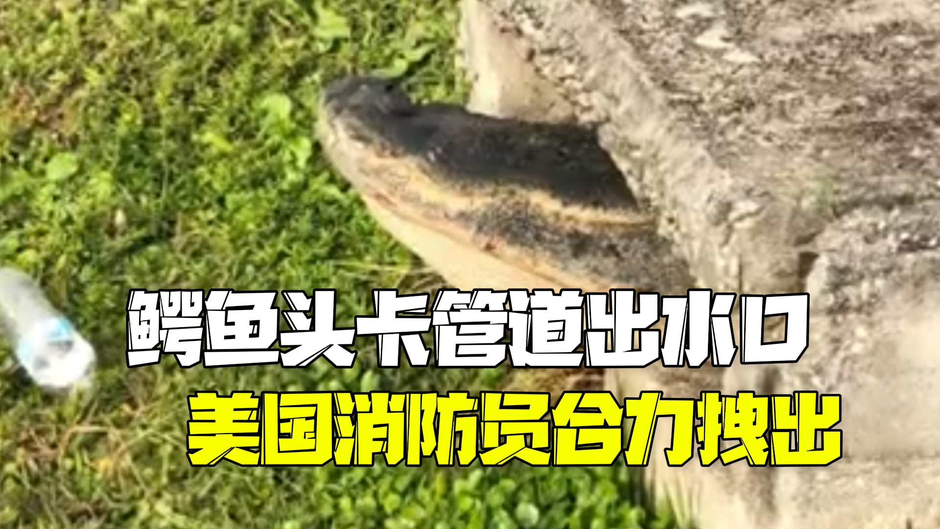 3米长鳄鱼头卡管道出水口 美国消防员合力拽出
