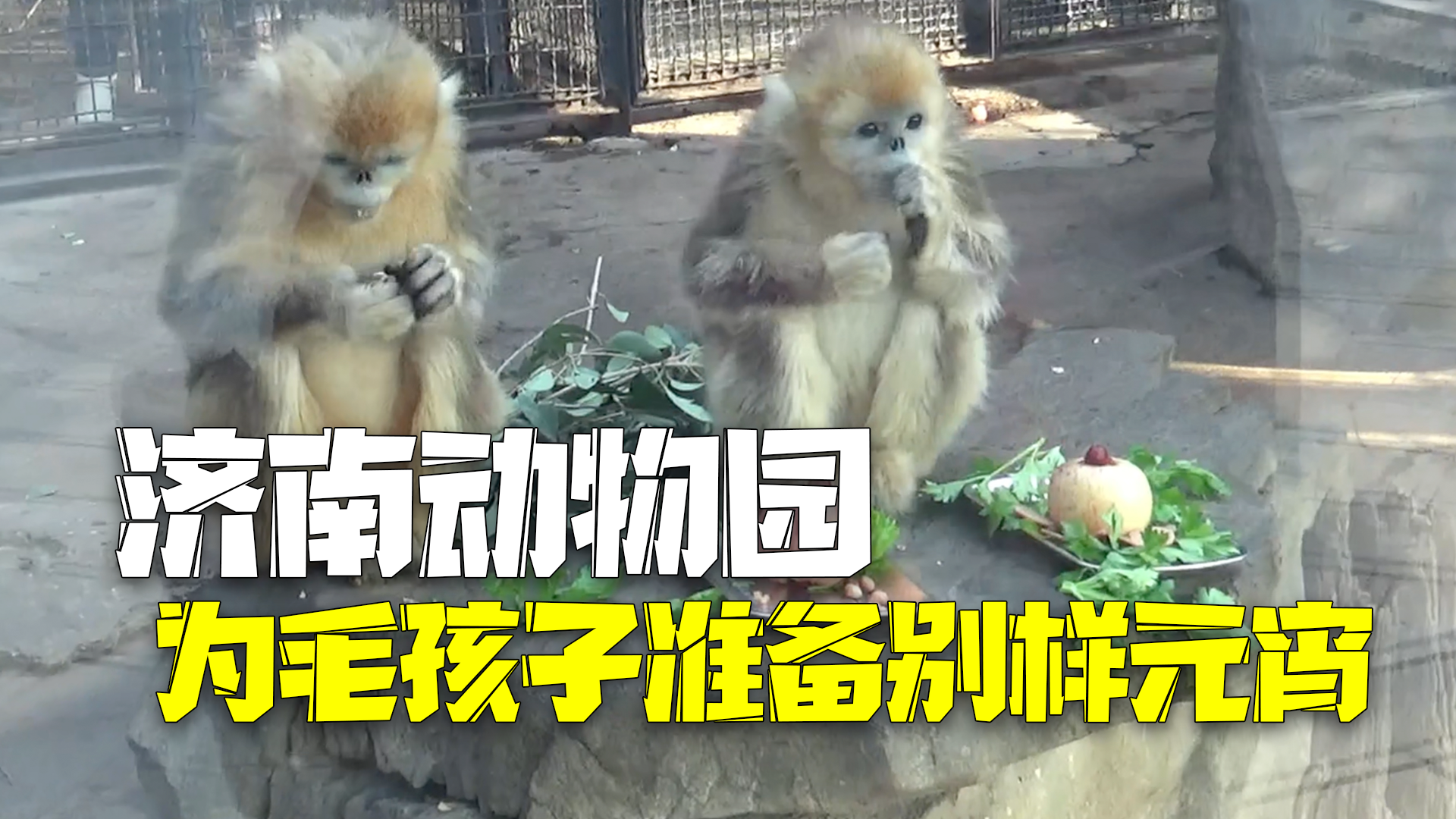 毛孩子们提前吃上元宵啦!济南动物园为大熊猫、金丝猴准备别样元宵 毛孩子们提前吃上元宵啦!济南动物园为大熊猫、金丝猴准备别样元宵