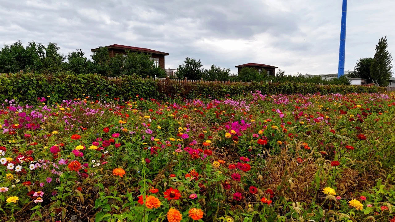 平谷这里的百日菊花海盛放,打卡拍照正当时! 平谷这里的百日菊花海盛放,打卡拍照正当时!