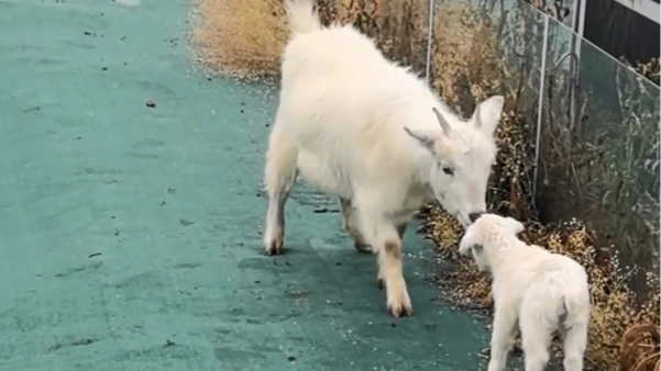 小羊迷路，羊妈妈听到叫声飞奔赶来