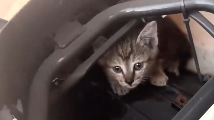 萌化了！女子拆了电动车救出小奶猫