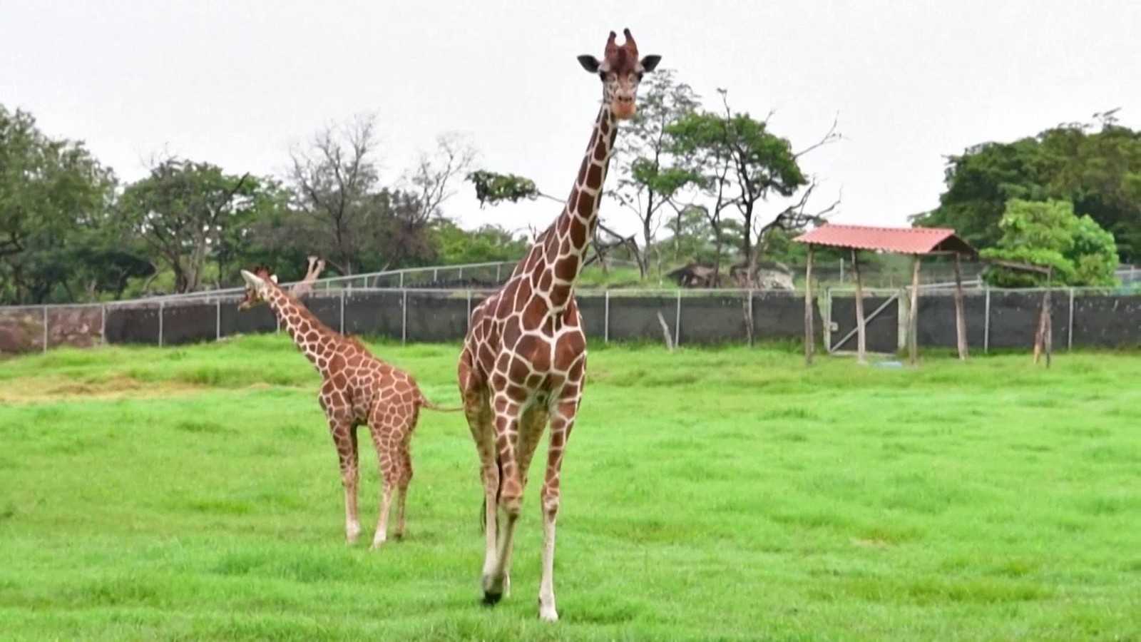 长颈鹿数量大减 美国提议列入濒危名单 长颈鹿数量大减 美国提议列入濒危名单