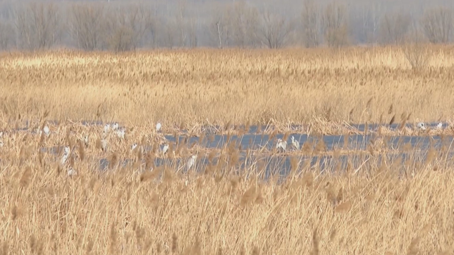 北京野鸭湖湿地AI“鹰眼”上线 鸟类监测实现“智”控 北京野鸭湖湿地AI“鹰眼”上线 鸟类监测实现“智”控