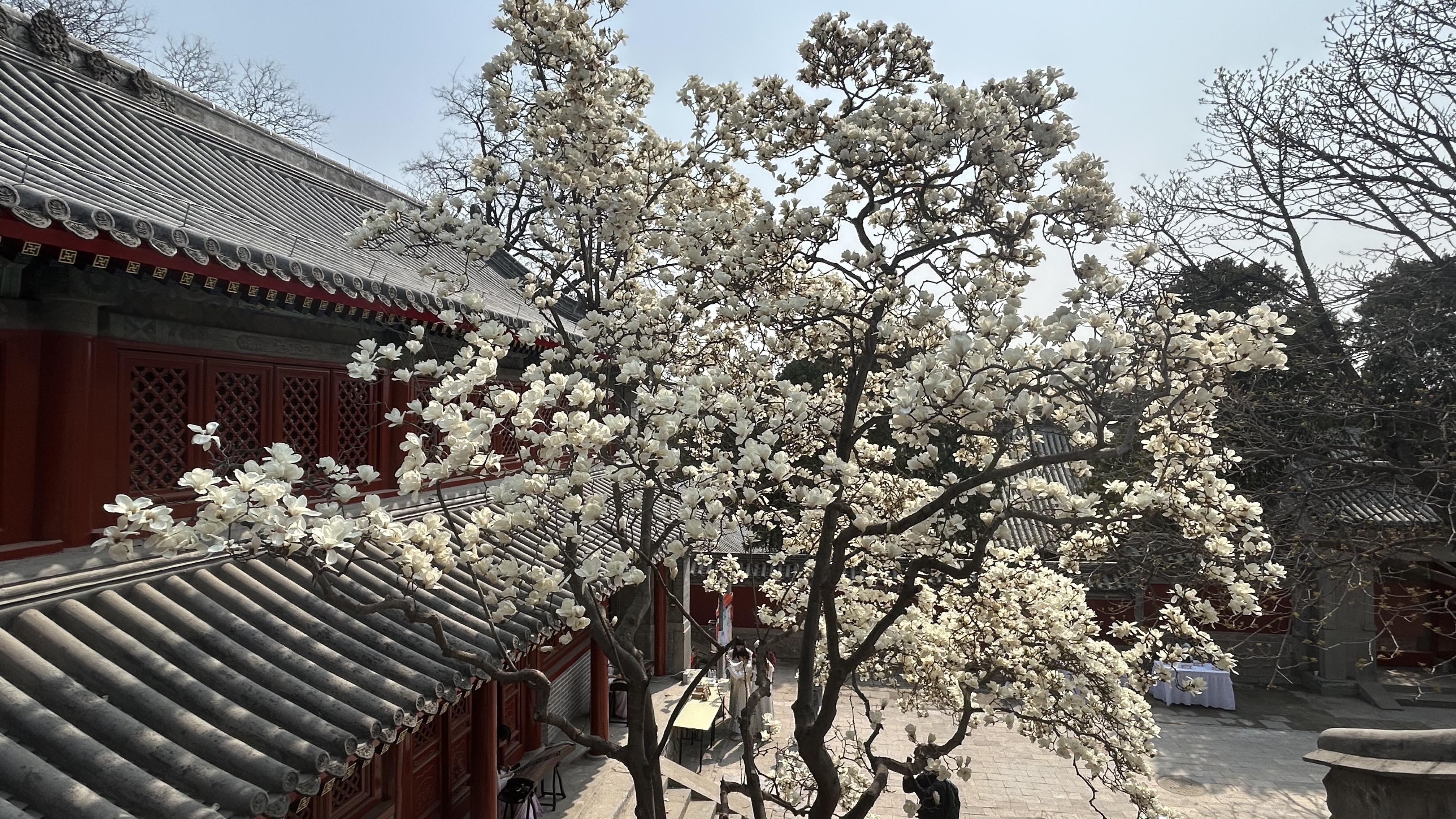 石景山区启动古树公园建设 创新推动古树保护与文化传承