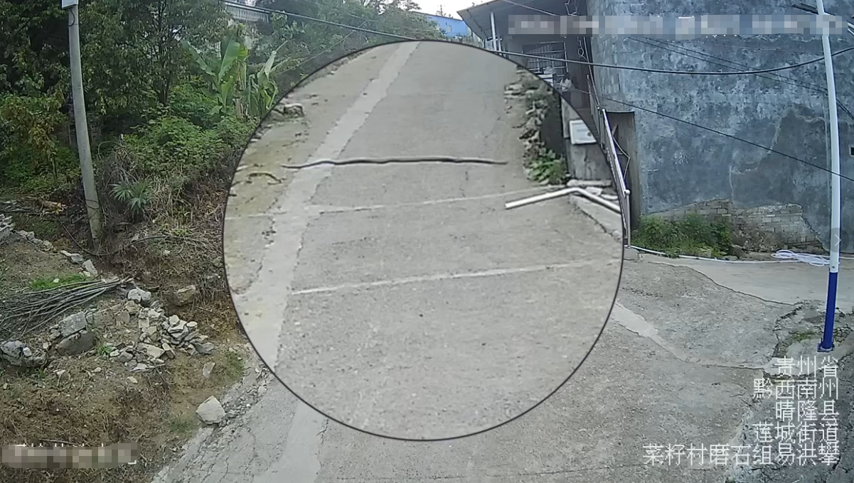 吓死人!摩托车司机被12斤重眼镜王蛇追着跑 吓死人!摩托车司机被12斤重眼镜王蛇追着跑