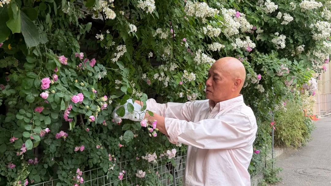 北京胡同“花瀑天花板”出自七旬大爷之手!他还准备了特别的拍照道具 北京胡同“花瀑天花板”出自七旬大爷之手!他还准备了特别的拍照道具