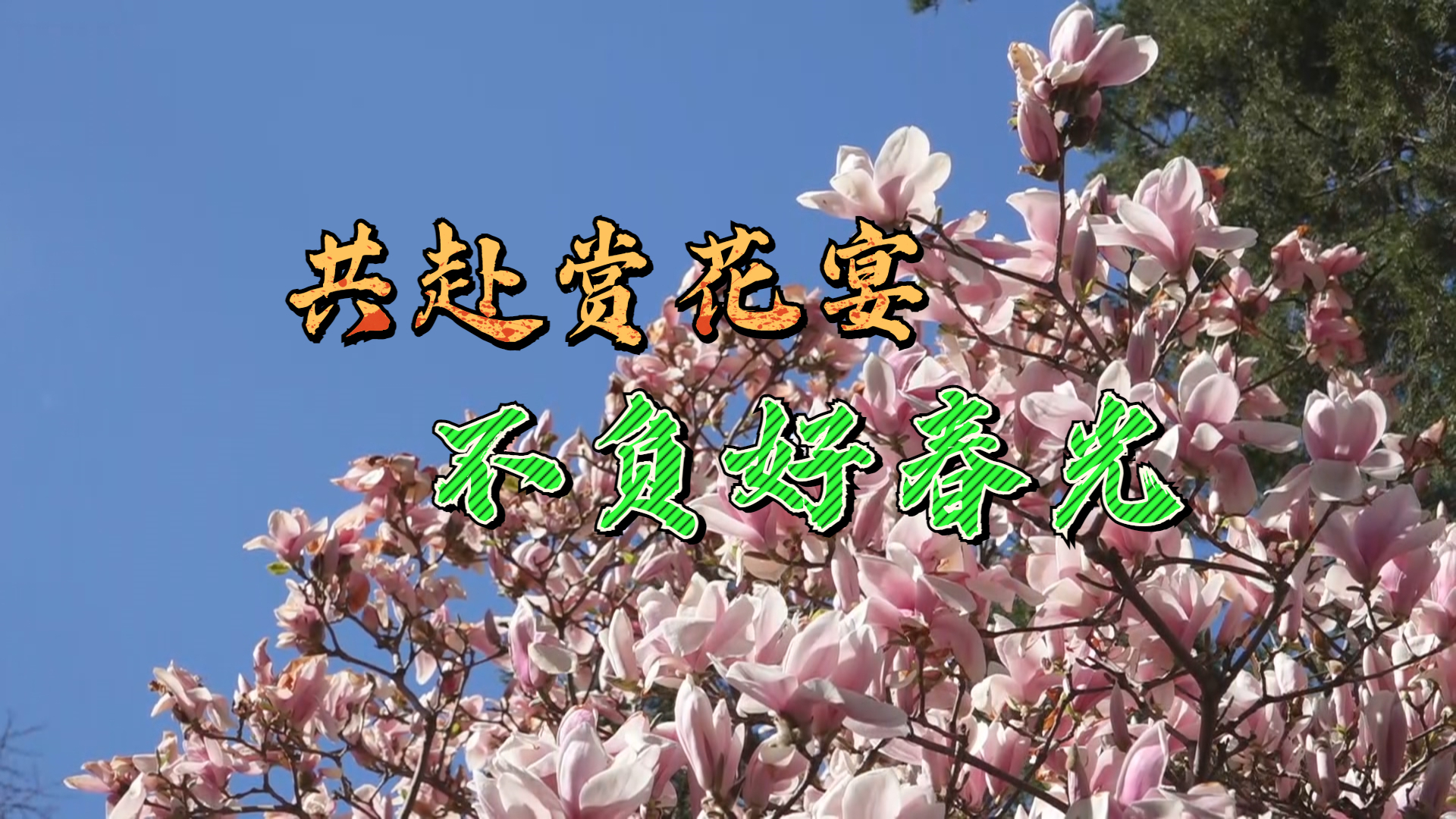 共赴赏花宴 潭柘寺二乔玉兰花开正当时
