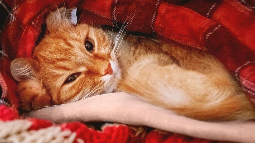 雨雪将至!北京气温“大跳水”,未来一周最低温再回零下 雨雪将至!北京气温“大跳水”,未来一周最低温再回零下