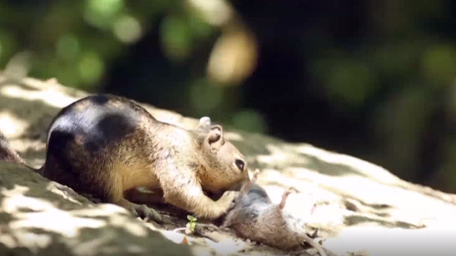 松鼠吃田鼠 大口大口嚼着吃 肉肉就是比坚果香