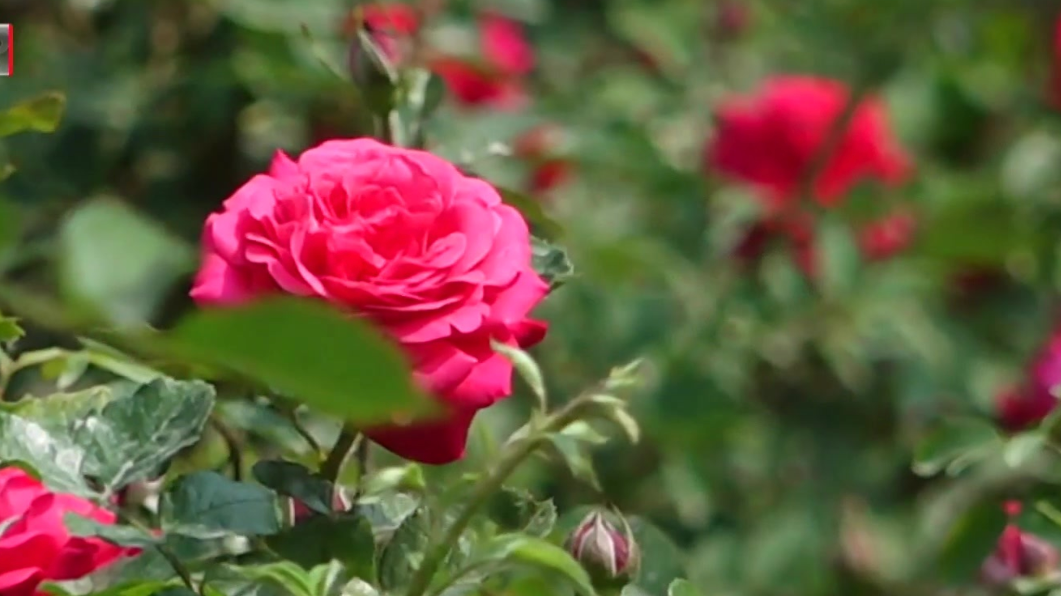 “花开北京·2026京津冀全民赏花季”即将开启 “花开北京·2026京津冀全民赏花季”即将开启