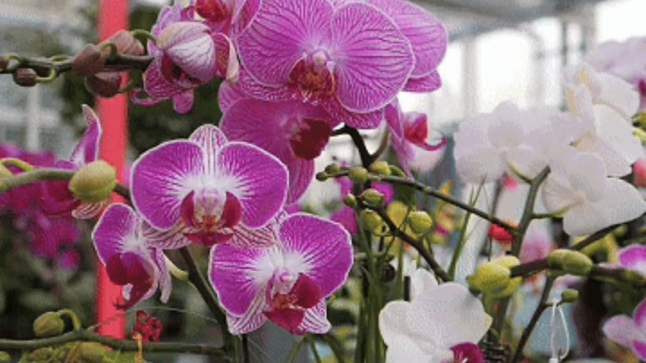 新年到!年宵花,安排! 新年到!年宵花,安排!