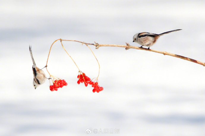 赏心悦目！这是现实版“花鸟图”