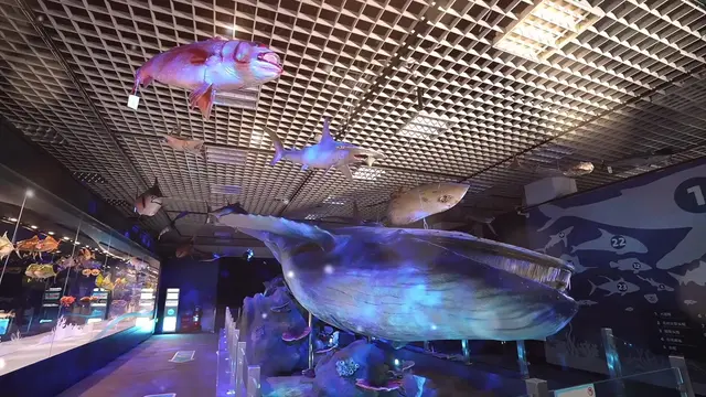 北京新晋出片王!自然博物馆“鲸·奇——海洋深深之遇见鲸”特展 北京新晋出片王!自然博物馆“鲸·奇——海洋深深之遇见鲸”特展