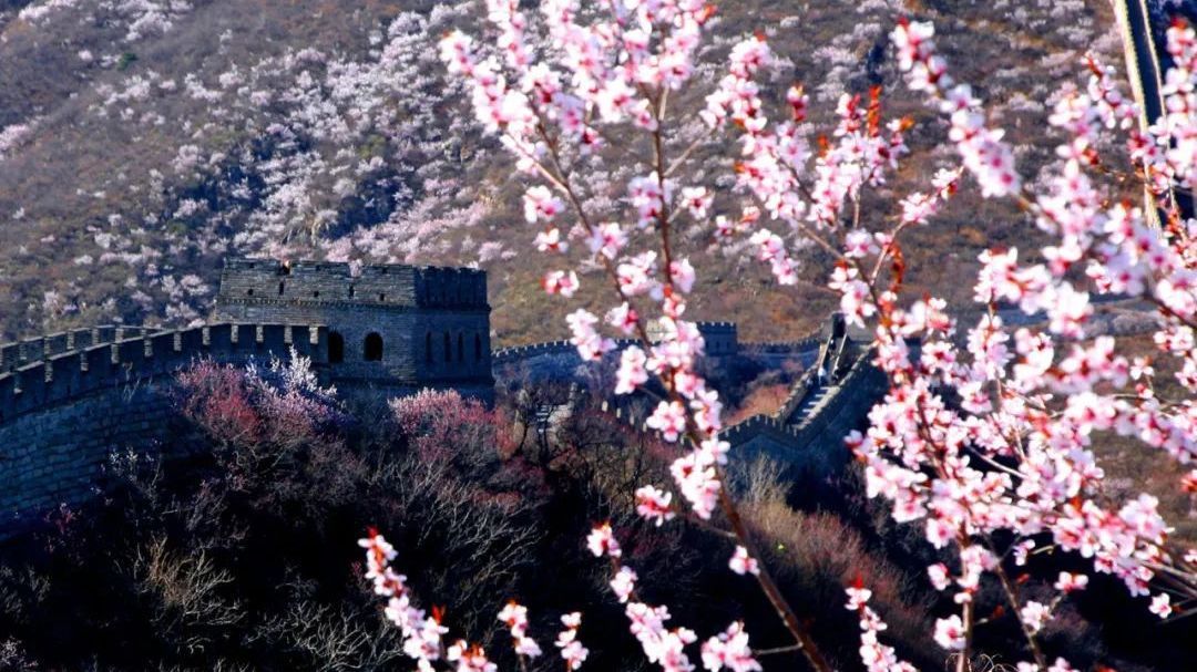 跟着电影节游北京|长城+花海!北京这里正美! 跟着电影节游北京|长城+花海!北京这里正美!