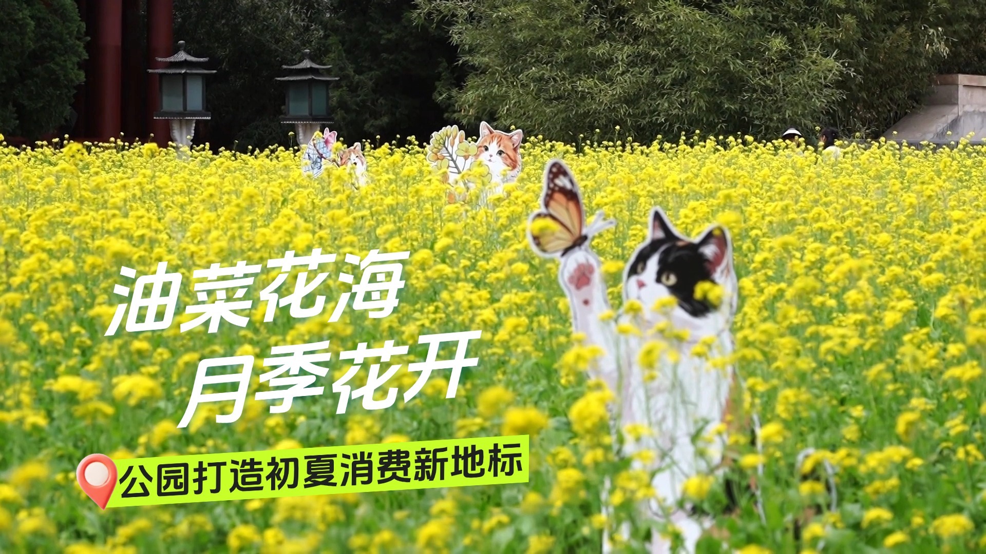 油菜花海 月季花开 公园打造初夏消费新地标