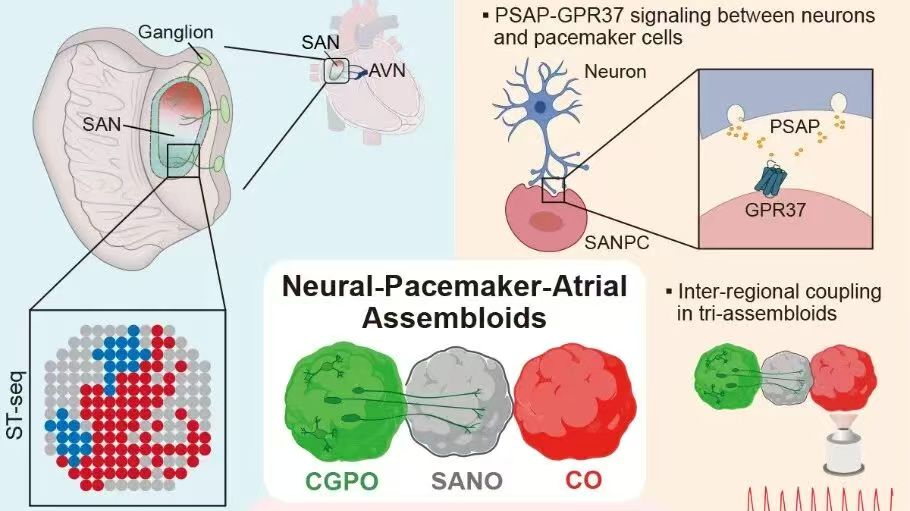 科学家开发出人类心脏“生物起搏器”类器官 科学家开发出人类心脏“生物起搏器”类器官