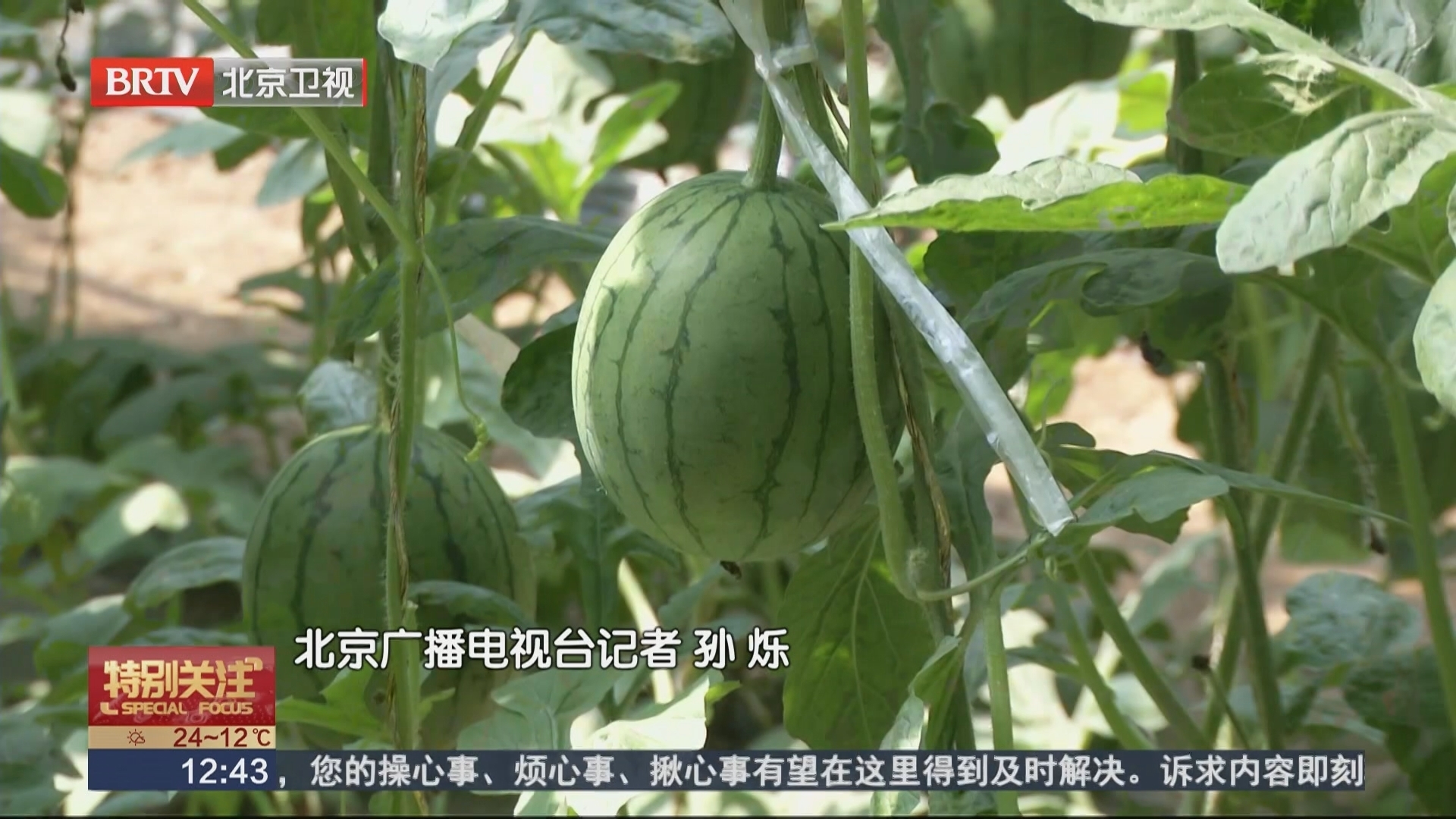 西甜瓜采摘节开幕