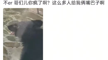 小黑熊：不白来，都不白来啊，黑熊当众给了“同事”俩巴掌