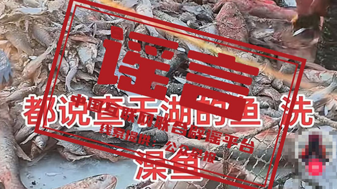辟谣丨吉林查干湖的鱼都是“洗澡鱼”? 辟谣丨吉林查干湖的鱼都是“洗澡鱼”?