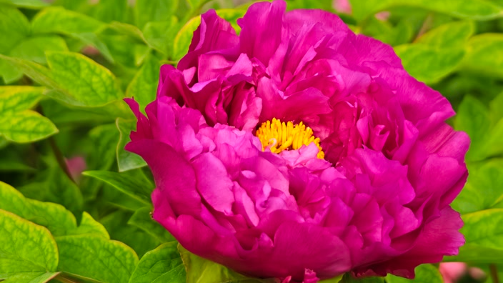 景山公园国色芳华：一园牡丹一城春