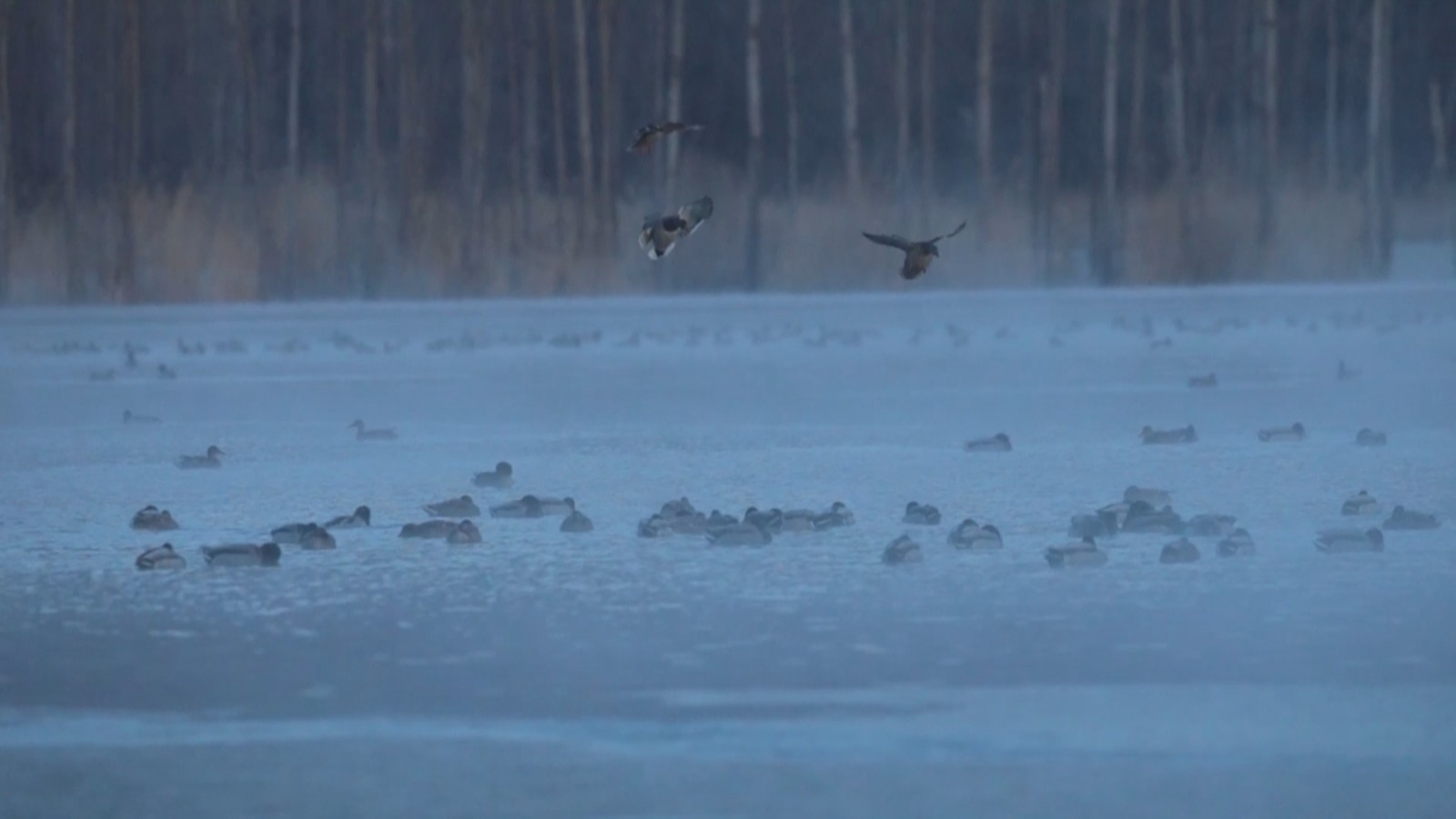摄影爱好者,快去野鸭湖拍白尾海雕 摄影爱好者,快去野鸭湖拍白尾海雕