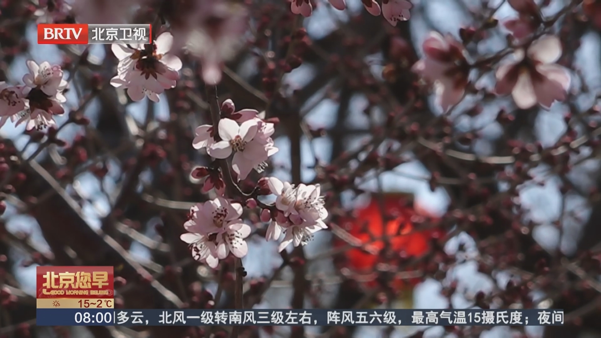 限定春光！京城山桃花观赏季开启