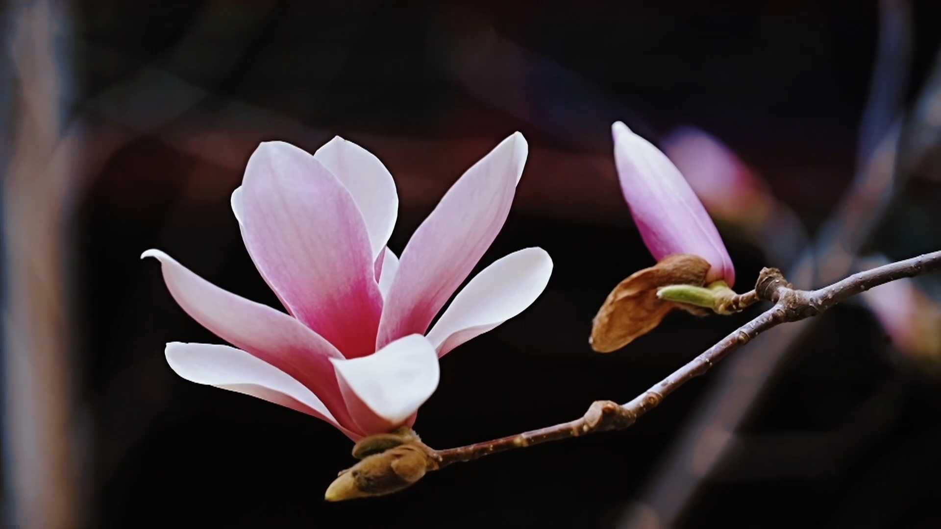 玉兰花开!潭柘寺这棵明代玉兰 错过等一年 玉兰花开!潭柘寺这棵明代玉兰 错过等一年