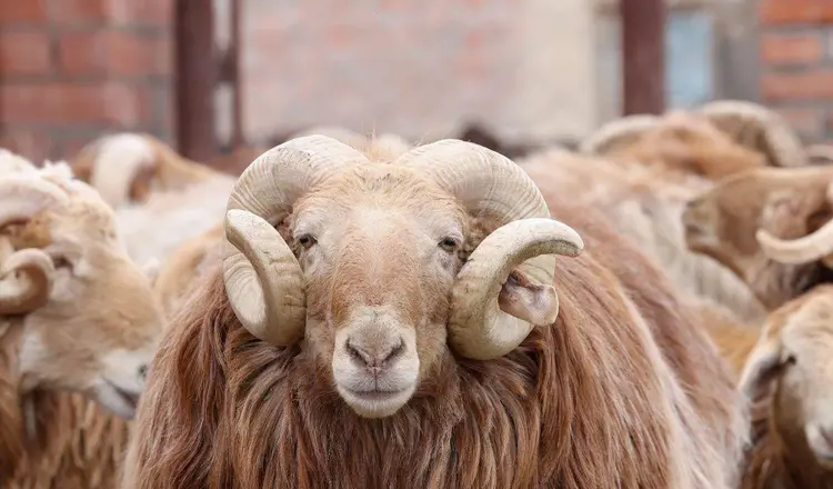 不仅有美景!阿勒泰的肥羊也有好“钱”景 不仅有美景!阿勒泰的肥羊也有好“钱”景