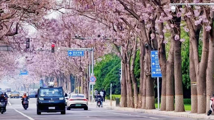 亦庄泡桐大道上线!漫山粉紫花海刷屏 亦庄泡桐大道上线!漫山粉紫花海刷屏