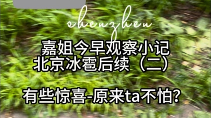 北京冰雹后续：有些惊喜！原来Ta不怕？北京冰雹农墒影响