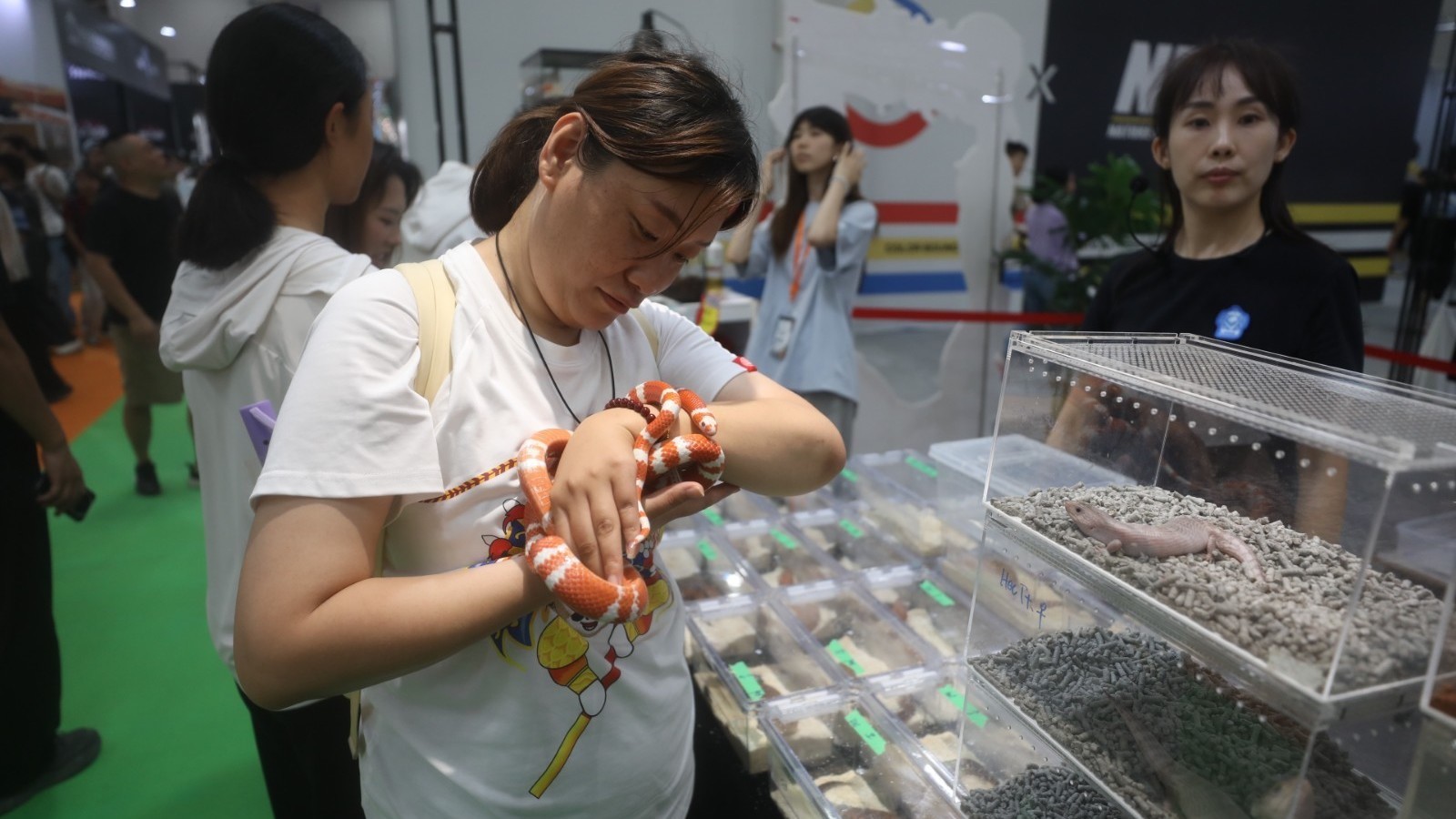 形态各异色彩斑斓  上千种珍稀爬宠亮相北京平谷爬宠嘉年华