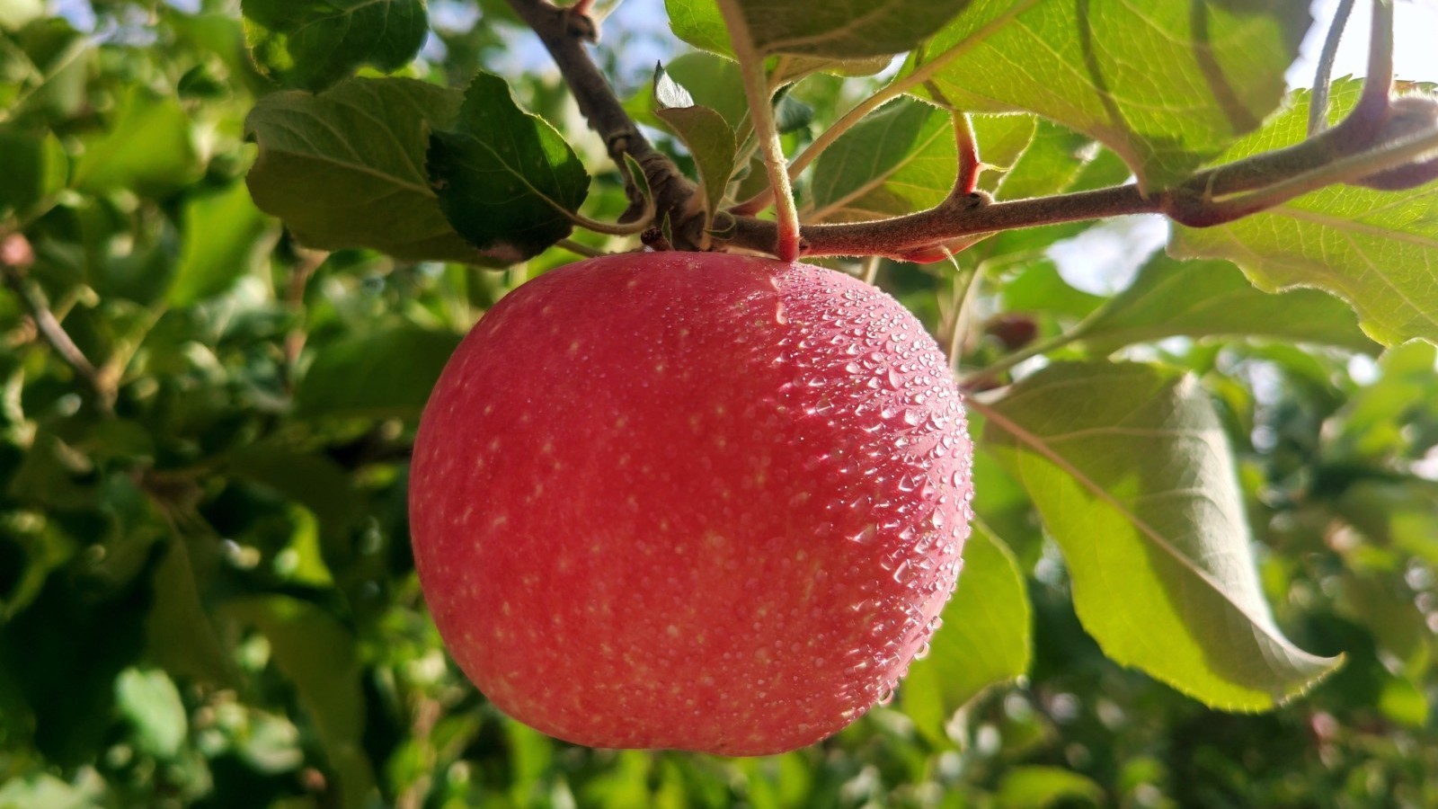 苹果拿铁爆火！记者探访阿克苏苹果原产地百亿产业链