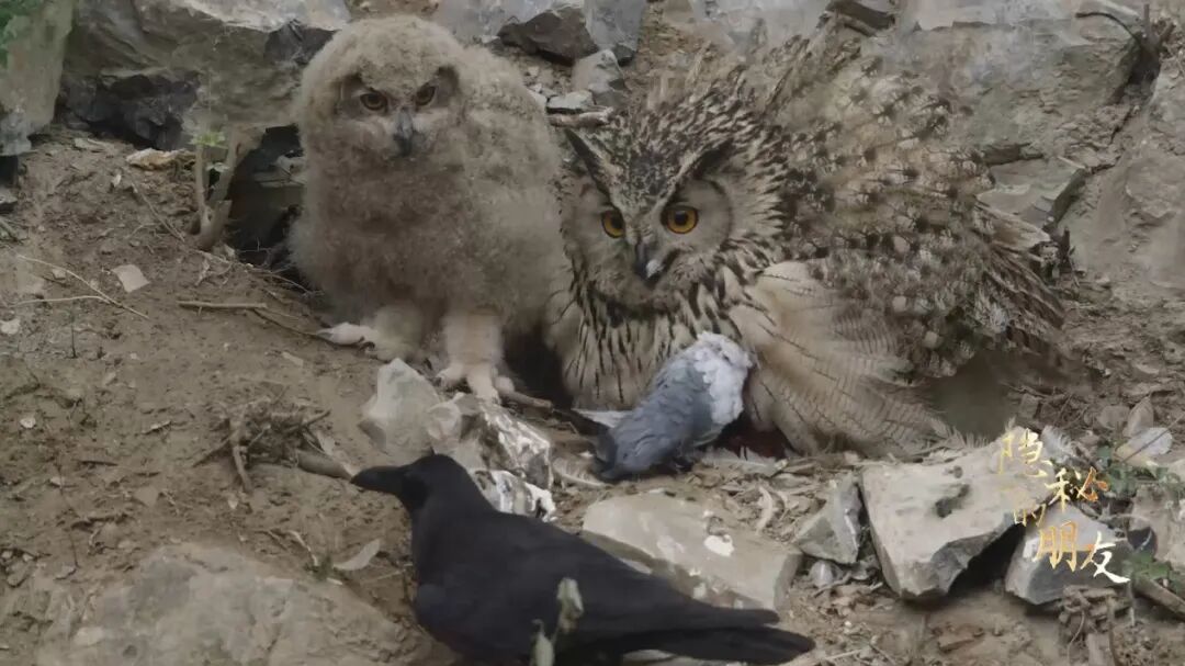 雕鸮妈妈与乌鸦大打出手！这娃谁带谁崩溃……