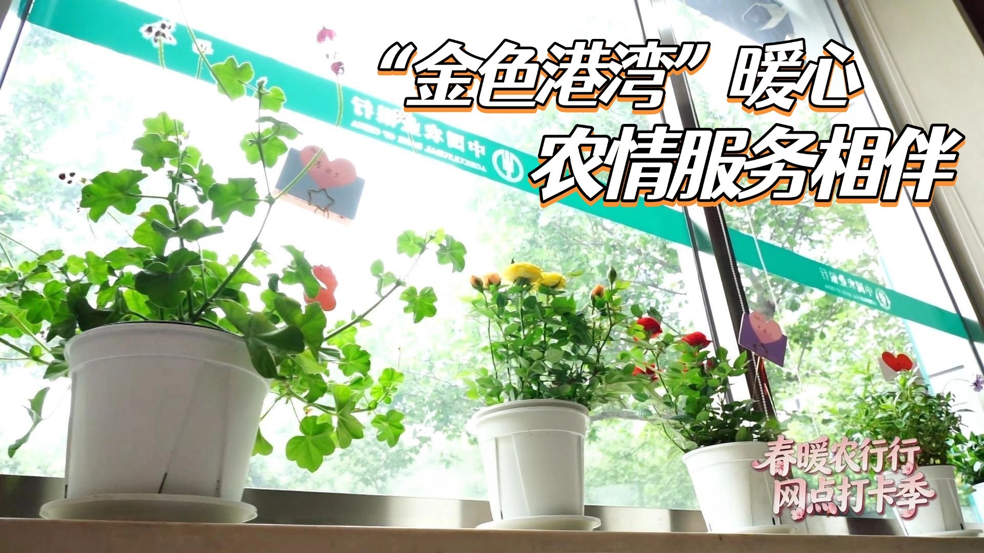 春暖农行行 网点打卡季——“金色港湾”暖心 农情服务相伴