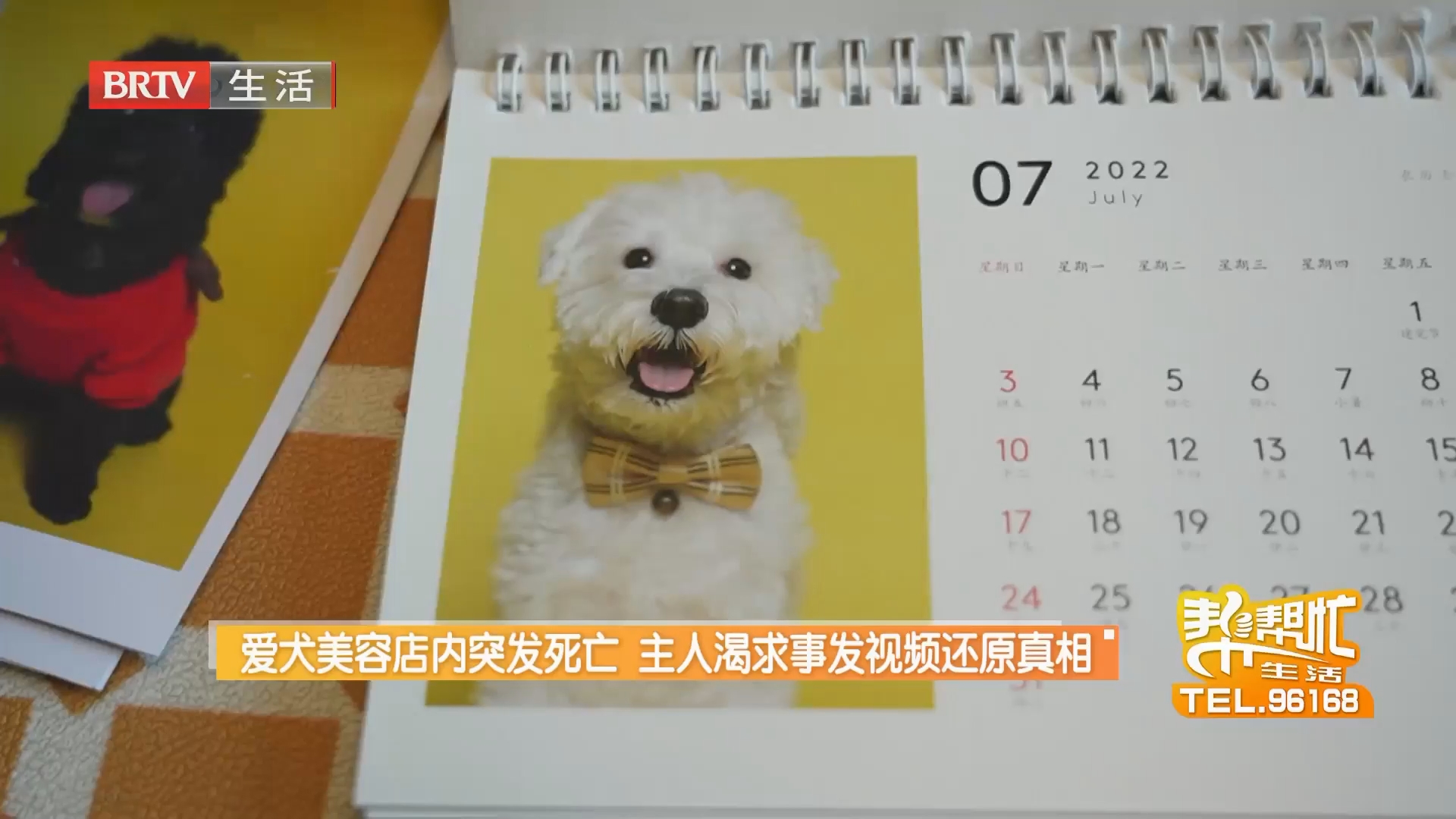 爱犬美容店内突发死亡 主人渴求事发视频还原真相