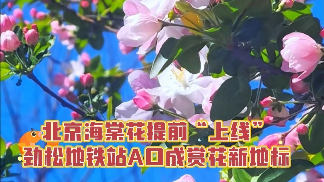 春日“快闪”：北京海棠花提前“上线”，劲松地铁站A口成赏花新地标