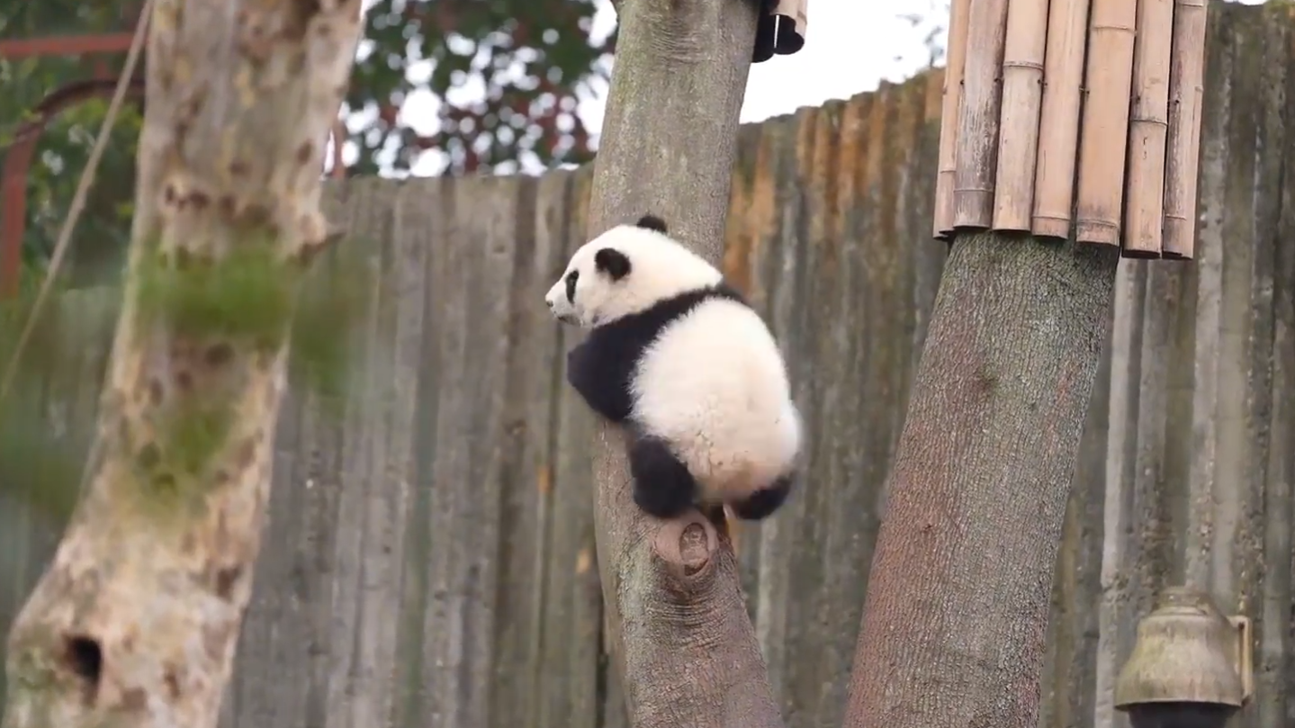萌萌哒！小熊宝成功征服大树
