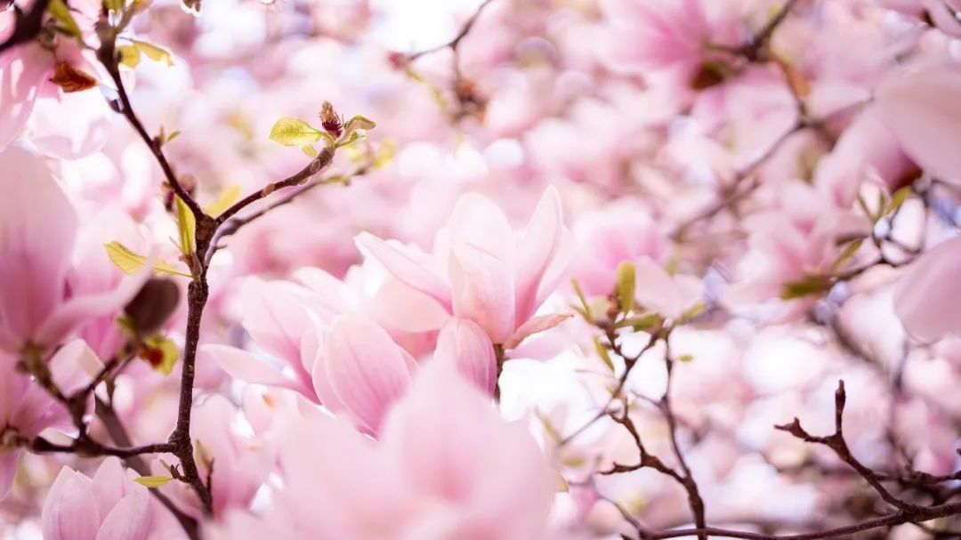 春分：春光为礼 花开为信 愿你与美好相遇~
