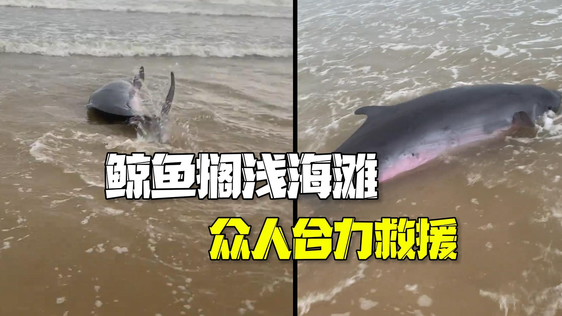 侏儒抹香鲸搁浅海滩 民宿老板与众人合力救援