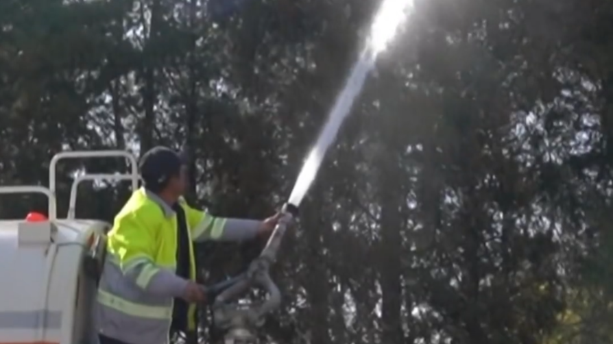 天坛柏树“洗剪吹” 齐心协力度过致敏高峰