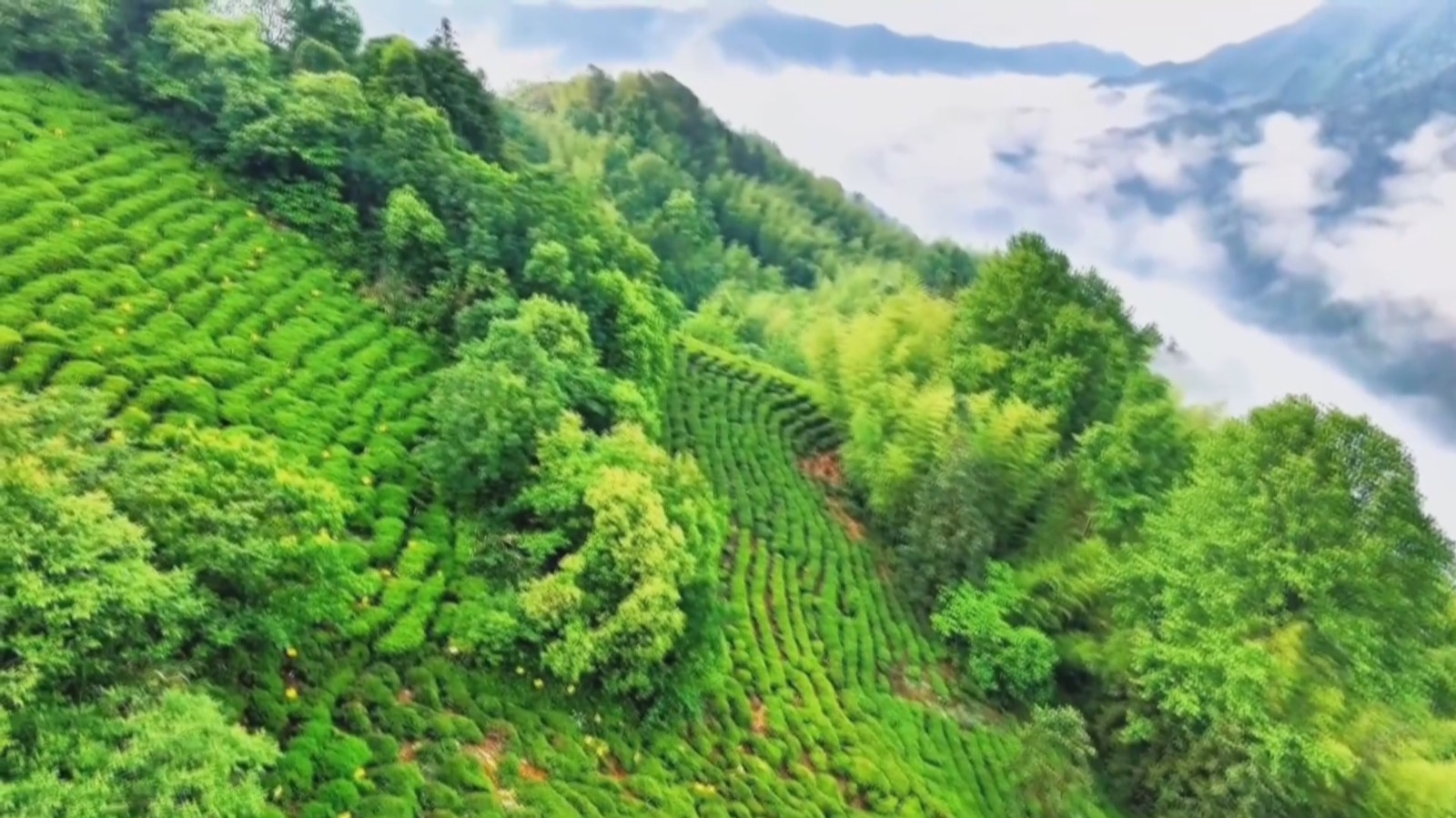 安徽黄山：雨后茶园美如画