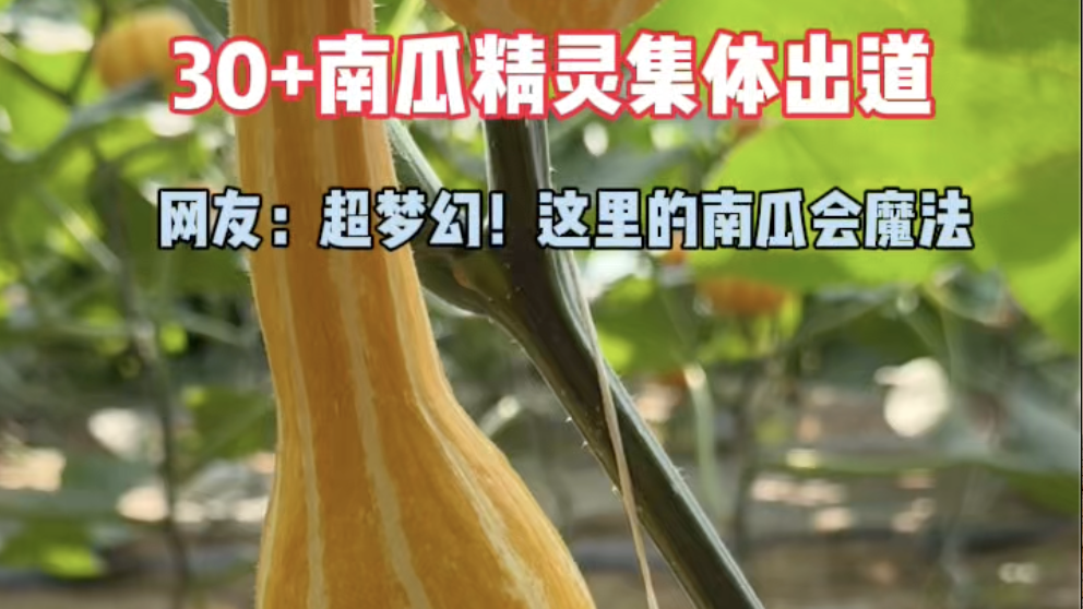 北京惊现现实版南瓜王国！平谷区东高村镇农业嘉年华来喽～