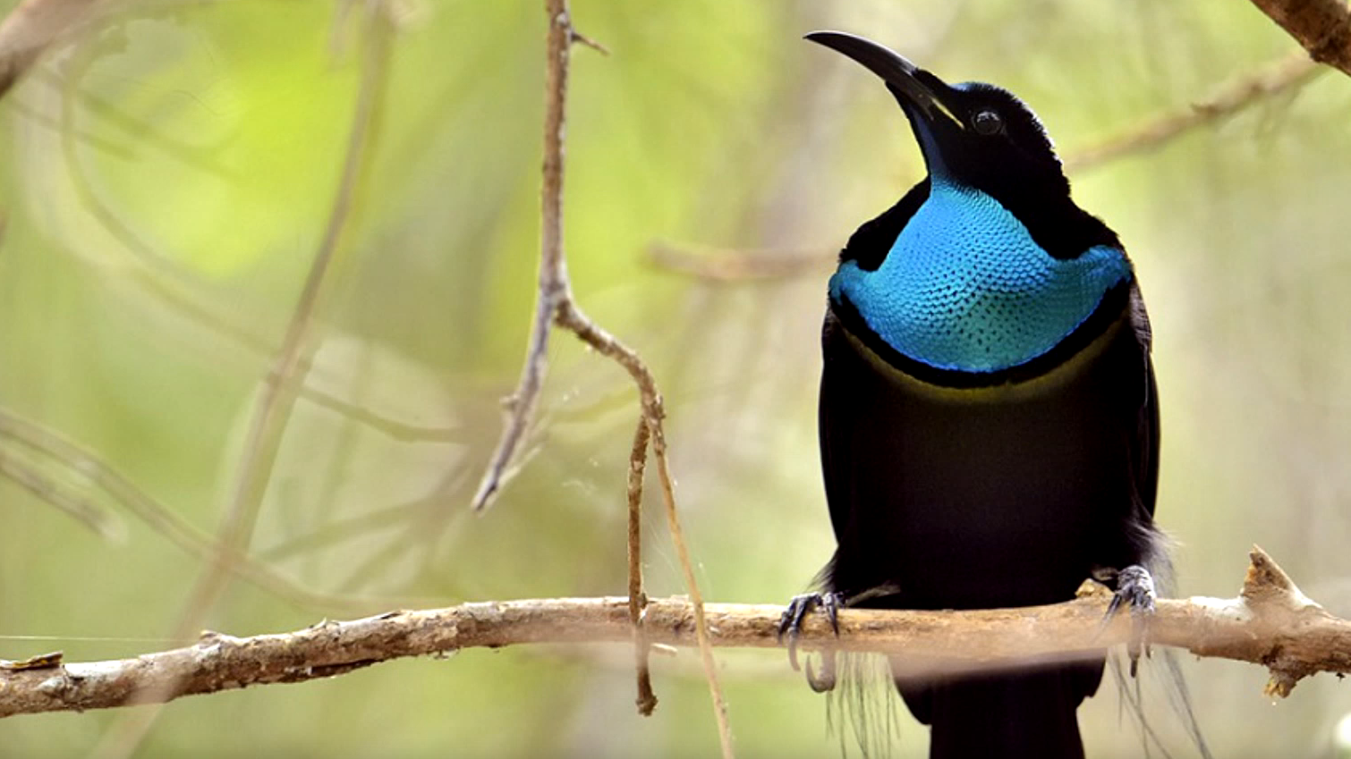 受鸟类羽毛启发　科学家制备出最黑纺织面料