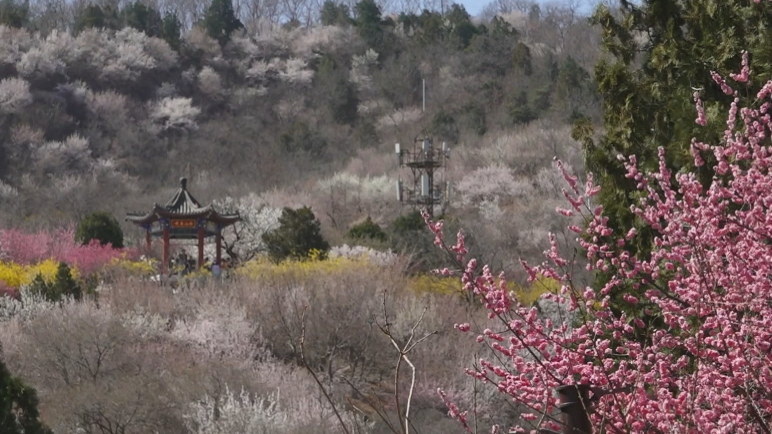 京城追春丨晴空暖阳 京城无处不飞花